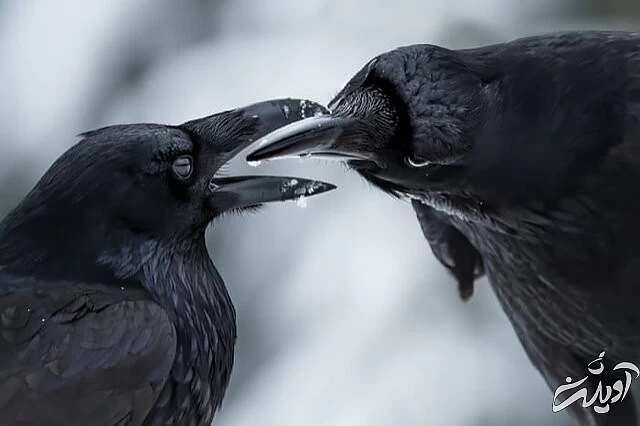 عکس های حیاتوحش برگزیده امسال را تماشا کنید